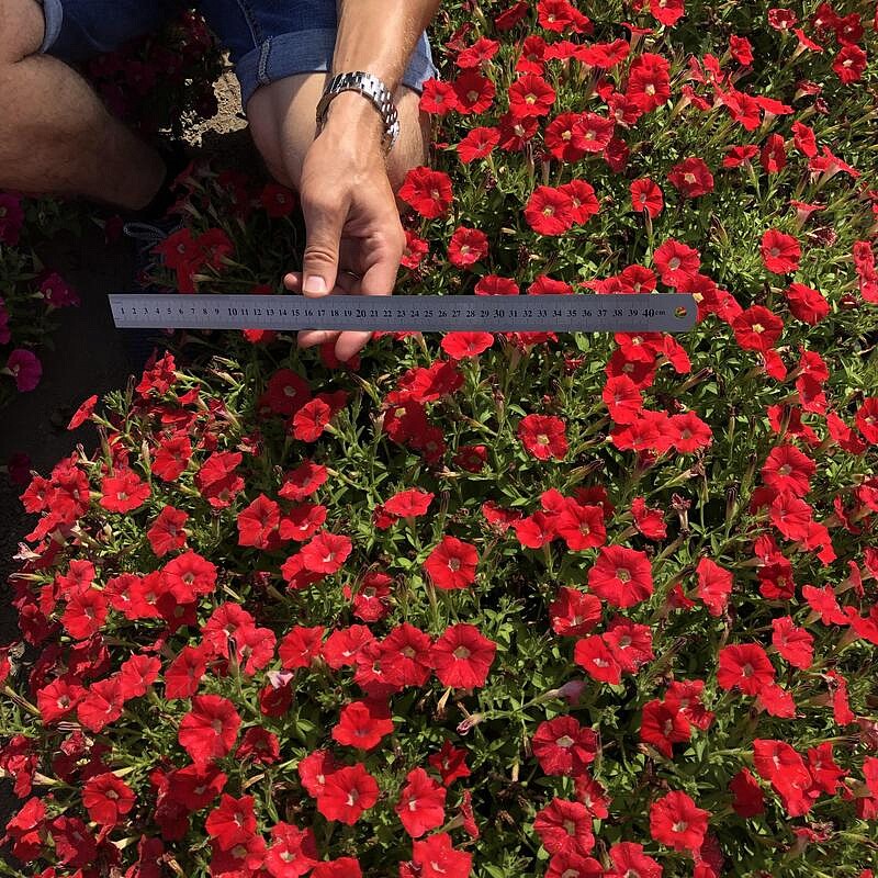 Партнер Петуния серия "Мими" ДОЛЛИ F1 / многоцветковая каскадная^(5шт в амп), изображение 4