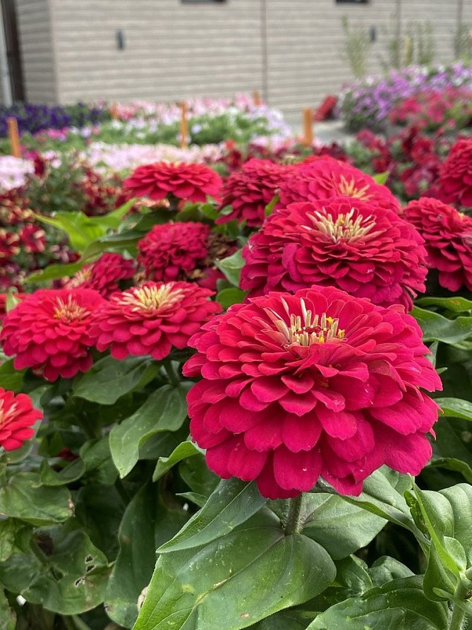 Партнер Цинния F1 КОСМОПОЛИТЕН / георгиновидная ^(4шт) , изображение 5